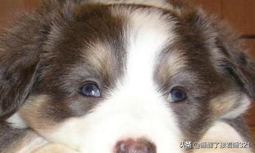 邊境牧羊犬價格?邊境牧羊犬價格多少錢一只!