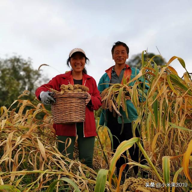 湖南青贮牧草哪里有卖