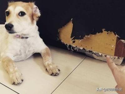 怎么训练狗狗不咬吃盘(图2)