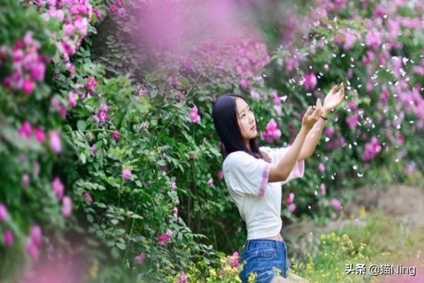 花海中如何拍出好看的照片？：花海照片