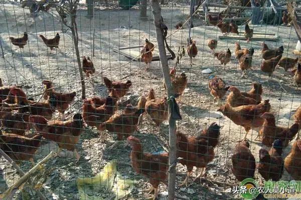 重庆大发饲料公司招聘-重庆大发饲料公司招聘信息