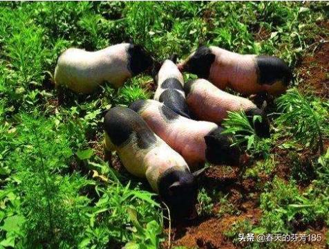 当下养殖业养什么赚钱? 农村发展养殖和种植，什么收益见效快？