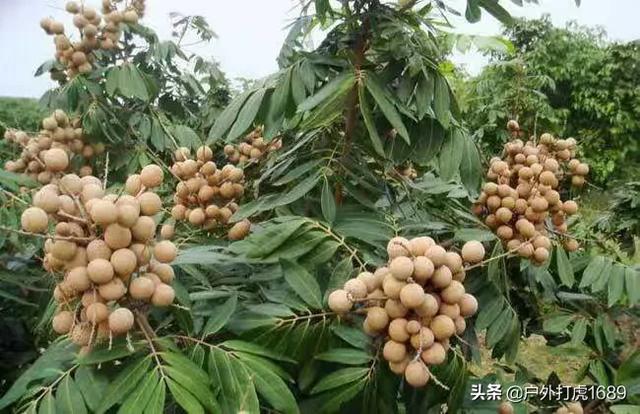 南方种植果园品种大全介绍,南方种植果园品种大全介绍图片