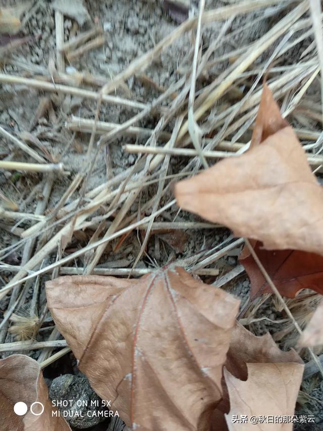 秋日芬芳的心情说说，秋天心情的句子