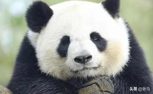 熊猫的故事英语（有关熊猫的英语资料）