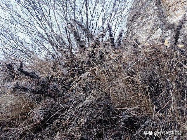 带刺的花卉名称?带刺的花卉名称及图片!