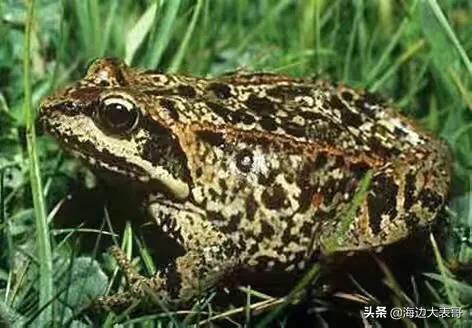 林蛙的热量是多少_林蛙的热量是多少大卡