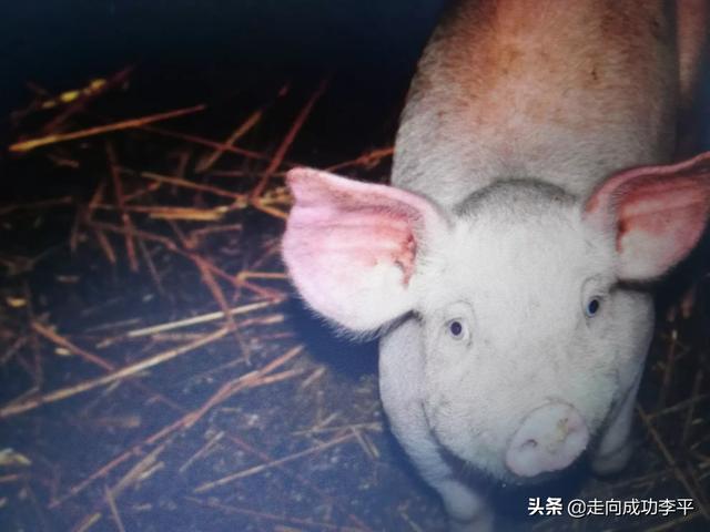 今天南阳猪价-今天南阳猪价多高