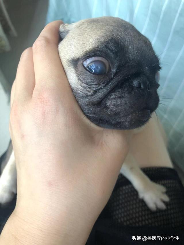 犬瘟熱怎么得的?狗狗會無緣無故得犬瘟嗎!