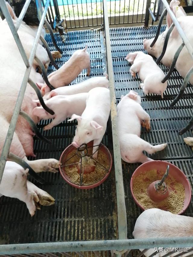 猪价低迷时 如何卖饲料-猪价低迷时 如何卖饲料呢