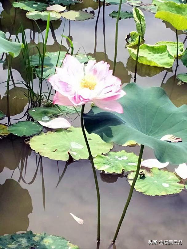 阳台种植怎么换土,阳台种植怎么换土最好