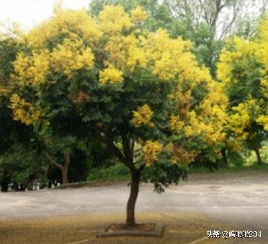 园林树木常见的树形
