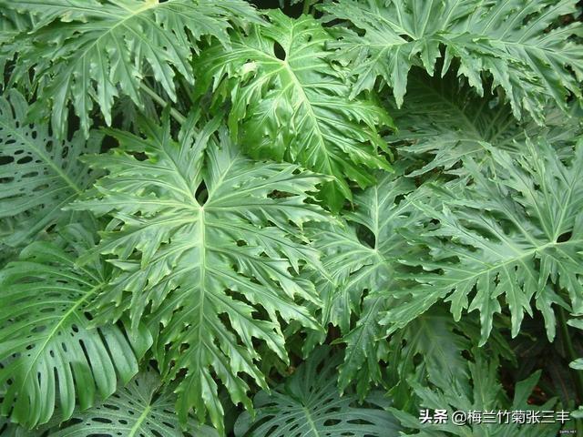 不同花卉对光照强度的要求