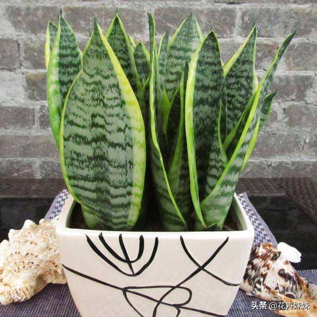 虎皮兰叶子枯萎，请问是怎么回事？可以挽救吗,第8张