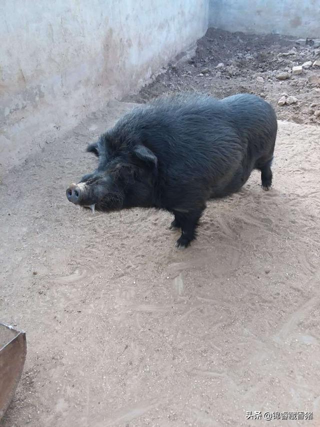 用豆粕喂养猪好吗？