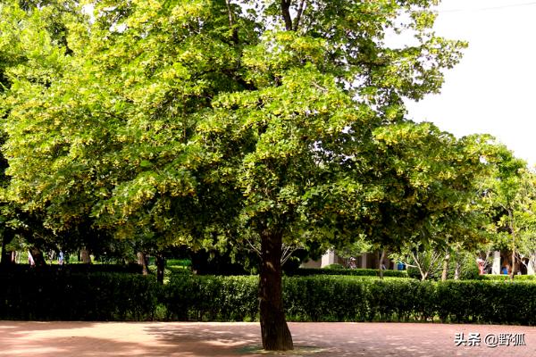 绿化苗木中什么树适合做行道树？(适宜做行道树的树种)