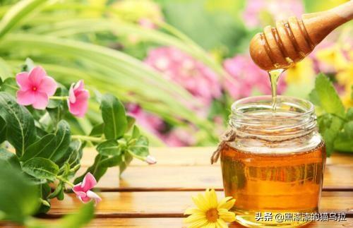 鸽子和蜂蜜有什么功效(图6)