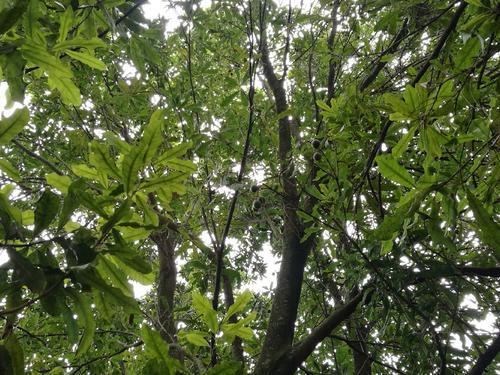 夏威夷果树图片（夏威夷果树图片视频）