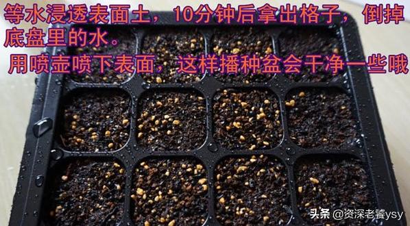 多肉种子的种植方法，多肉种子的种植方法和时间