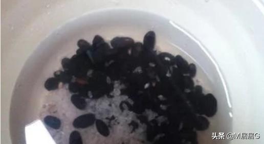 黑豆豆浆-黑豆豆浆的营养与功效
