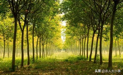 苗木种植技术要点总结报告