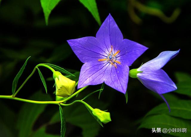 广义的花卉指具有观赏价值的草本植物