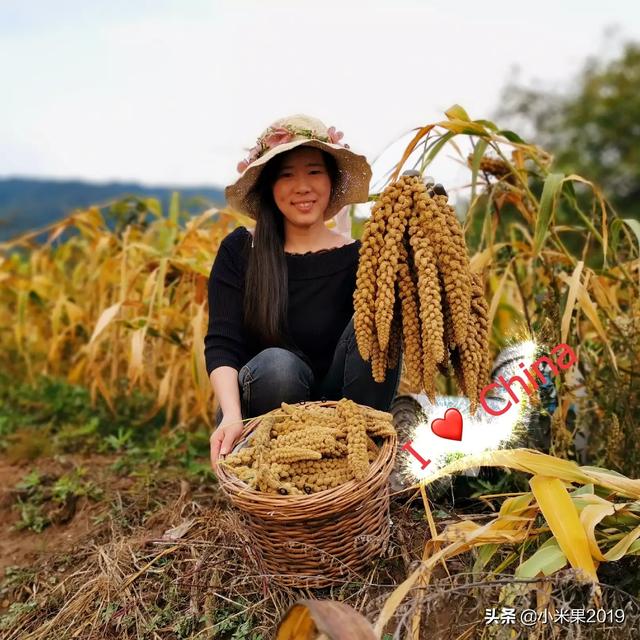 湖南青贮牧草哪里有卖