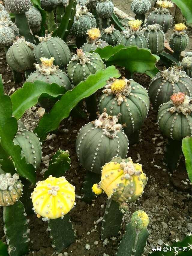 花园花卉选择阳光不足? 花园花卉选择阳光不足的原因!