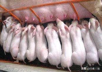 猪价交流猪e网-猪价格猪e网