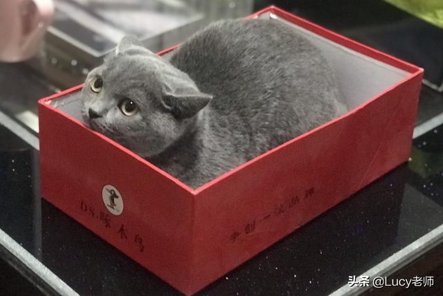 猫咪信任主人的表现都有哪些,第2张