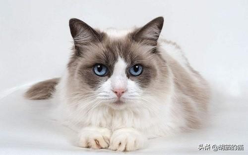 刚到家一个星期的猫咪流眼泪求帮助,第2张