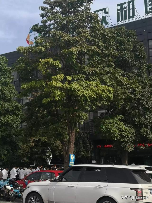 绿化苗木品种及图片（绿化苗木品种有哪些）