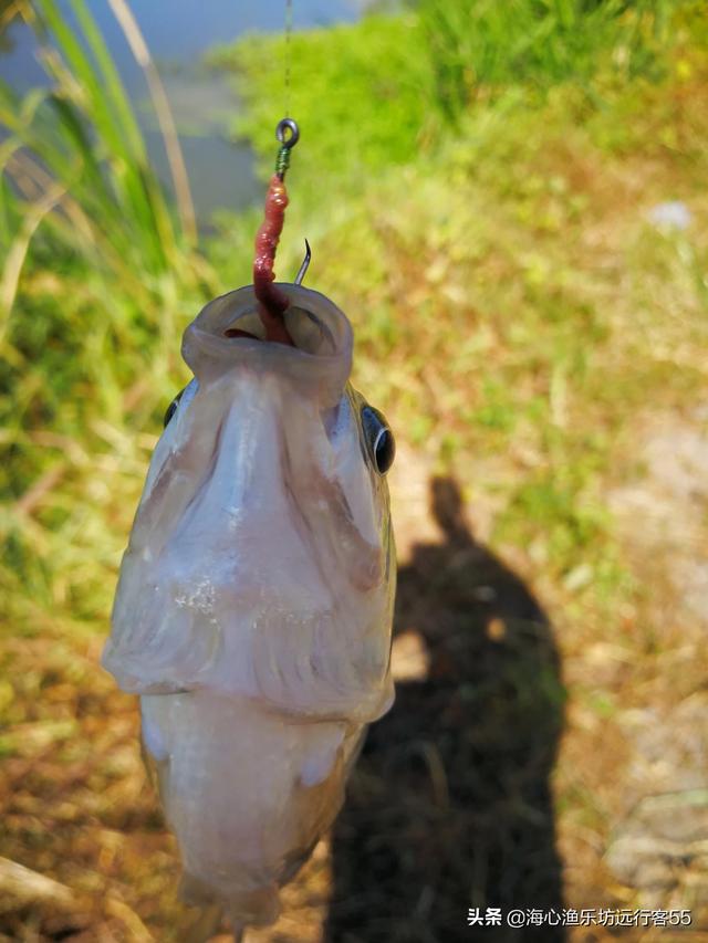 钓鲫鱼鱼钩如何搭配好看(图2)