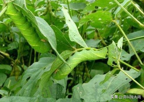 湖南长得快饲料有限公司-湖南长得快饲料有限公司吴坤