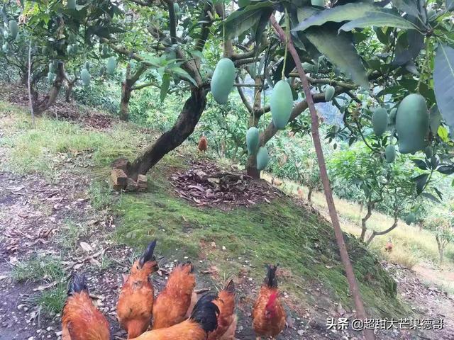 鸡的养殖技术视频-鸡的养殖技术视频教程