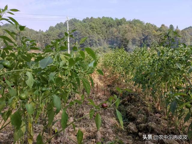 现在农村养什么好养又挣钱 有三亩良田，可种植或养殖什么？比较赚钱？