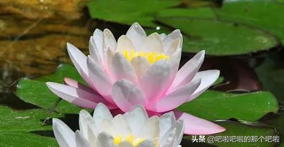 植物还有什么传播种子的方法