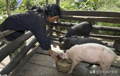 养殖不吃饲料猪平时吃啥-养殖不吃饲料猪平时吃啥好