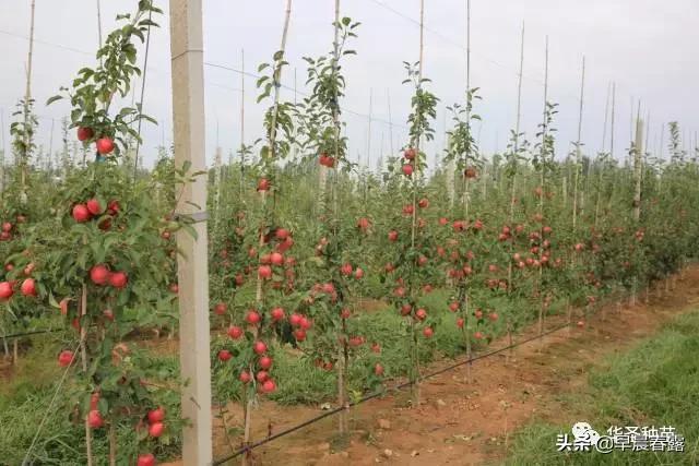 果园种植之前土壤管理要求,果园种植之前土壤管理要求是什么