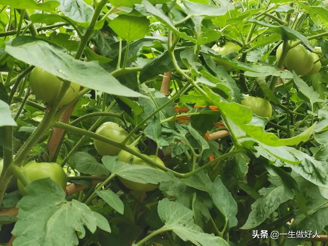 农业种植什么项目前景好挣钱多?农业种植什么项目前景好挣钱多的!