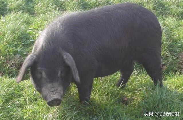 大自然饲料论坛-大自然饲料论坛官网