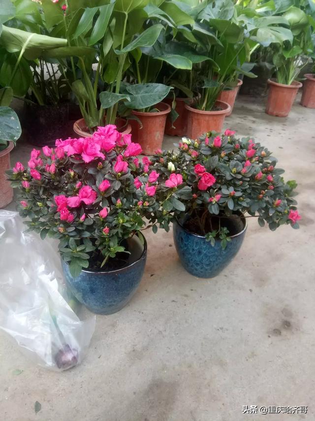 花卉绿植怎么选? 花卉绿植怎么选植物!