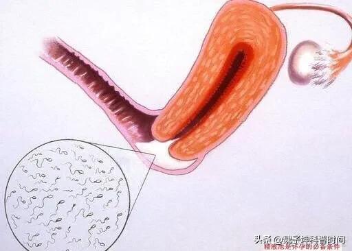 女人怎么样才能容易怀孕(图3)