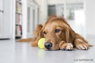 我想养只大型犬，请问什么犬又听话又有灵性还护主