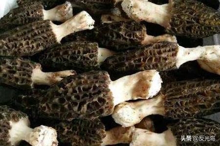 新鲜羊肚菌怎么保存