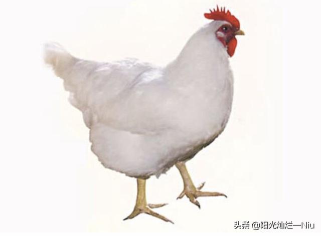 养鸡技术：肉鸡后期催肥有啥好方法，及如何有效地降低？