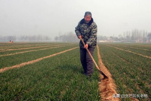 老杨的海外生活，老杨的海外生活视频