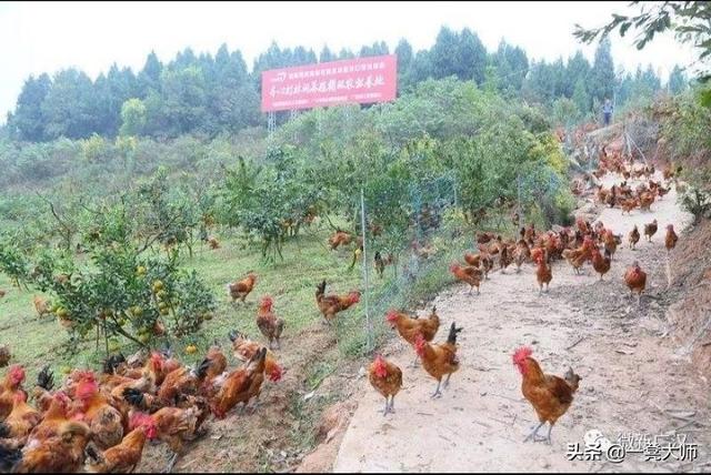 花园什么果树可以种植花,花园什么果树可以种植花草