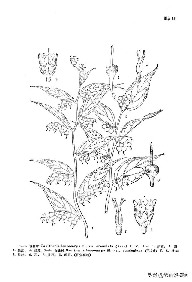 树木信息网（中国树木交易网）