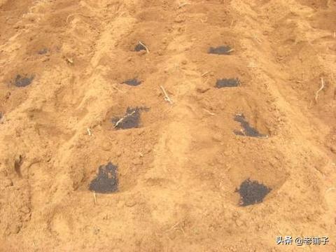 一米菜园种植方案怎么写 种菜底肥怎样施？